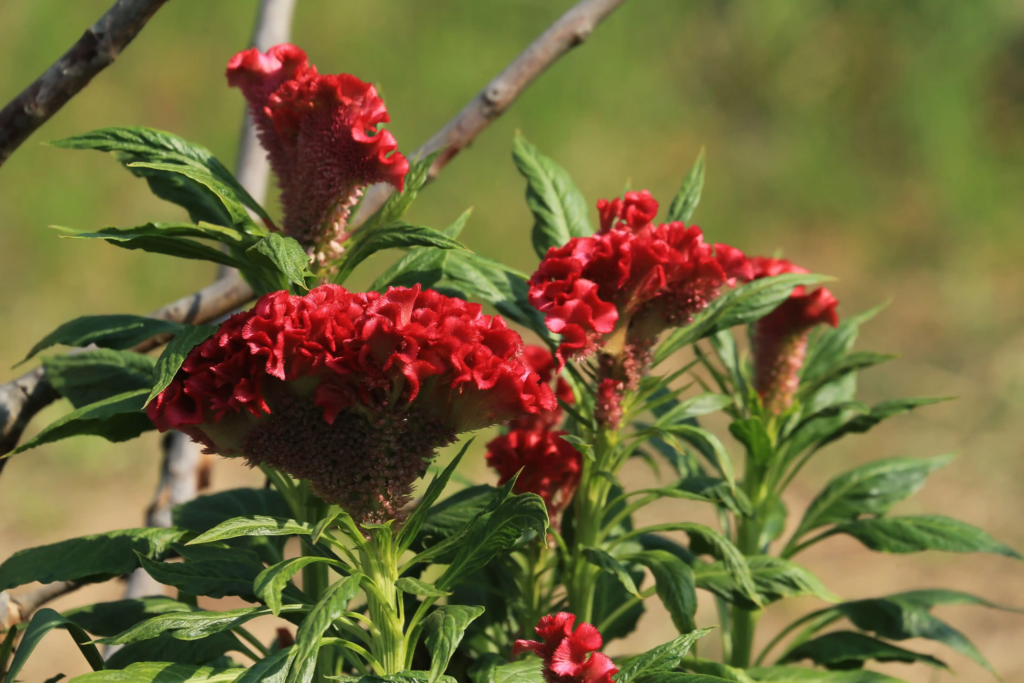 Red Celosia