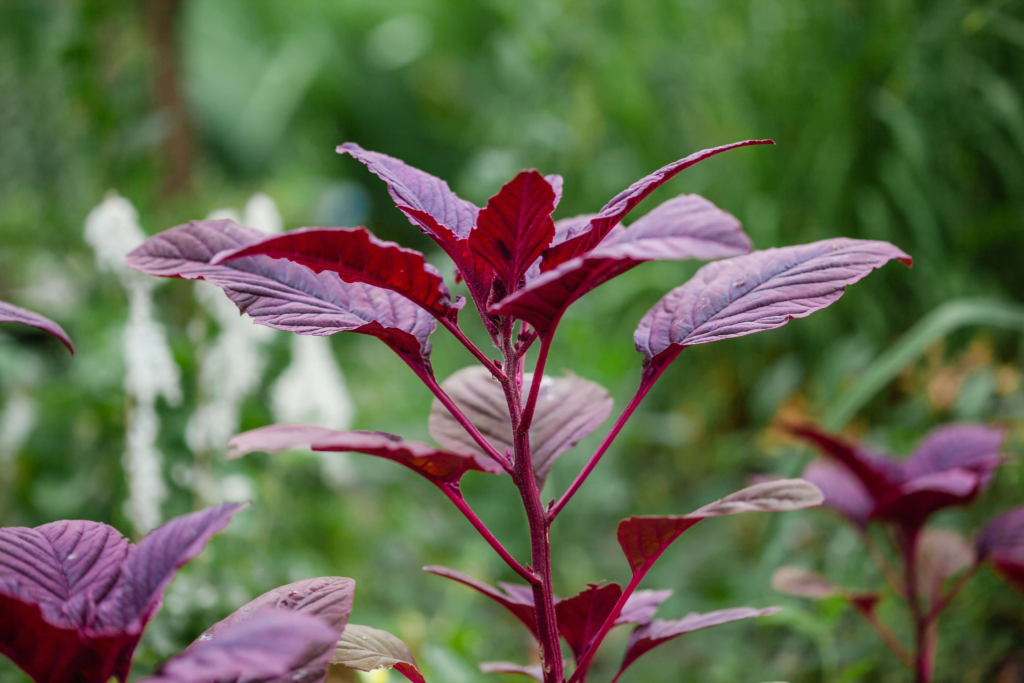 Red Amaranthus