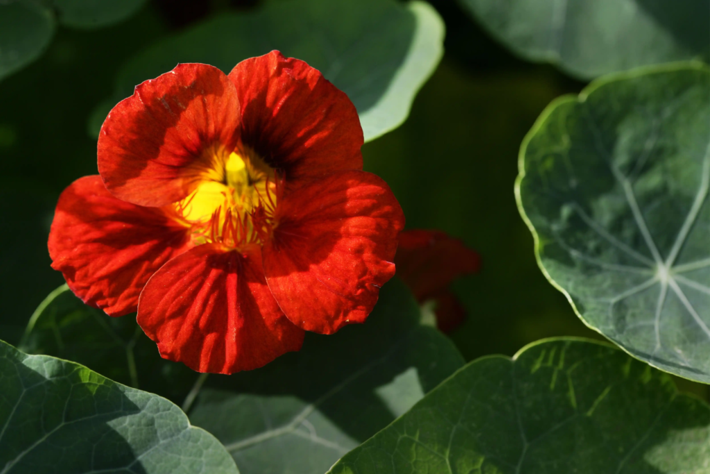 Red Nasturtium