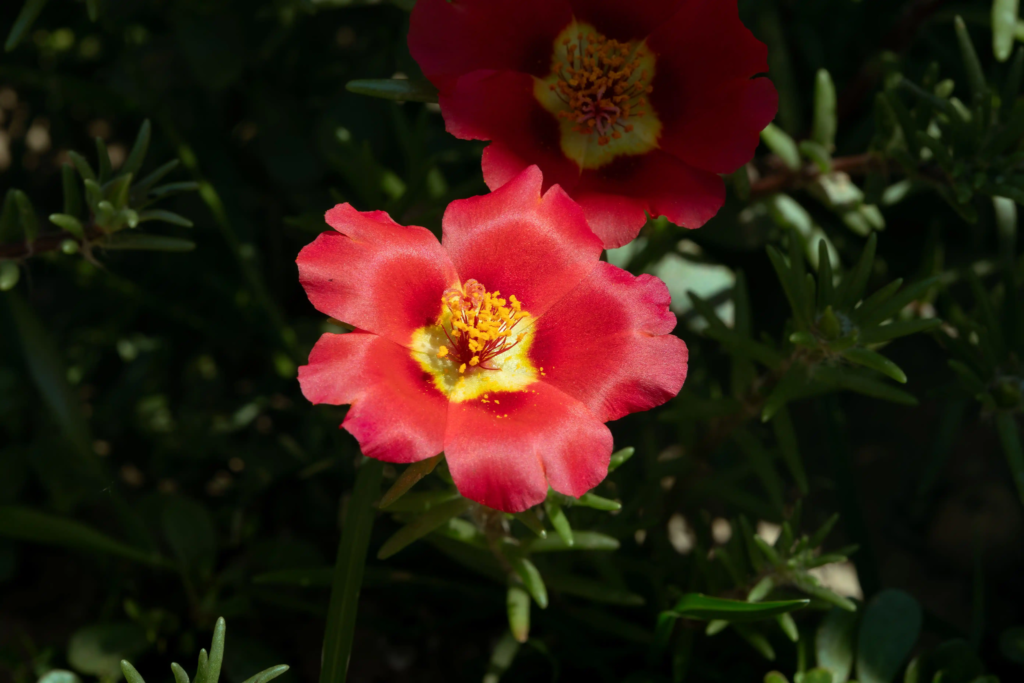 Red Portulaca