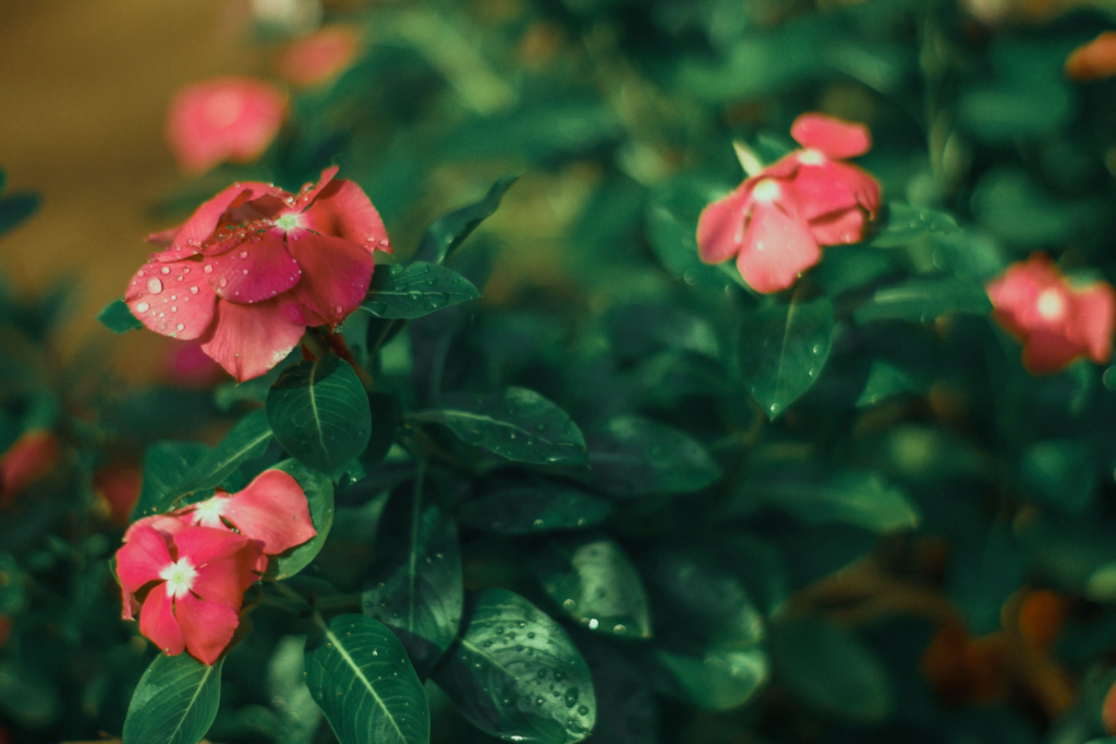 Red Vinca