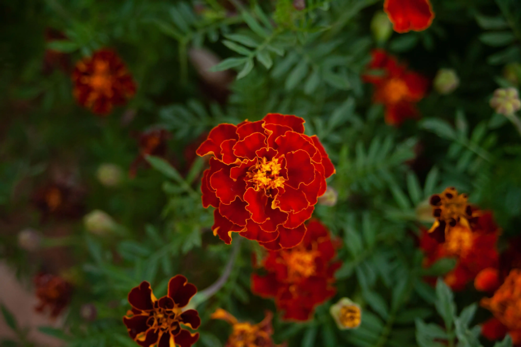 Red Marigold