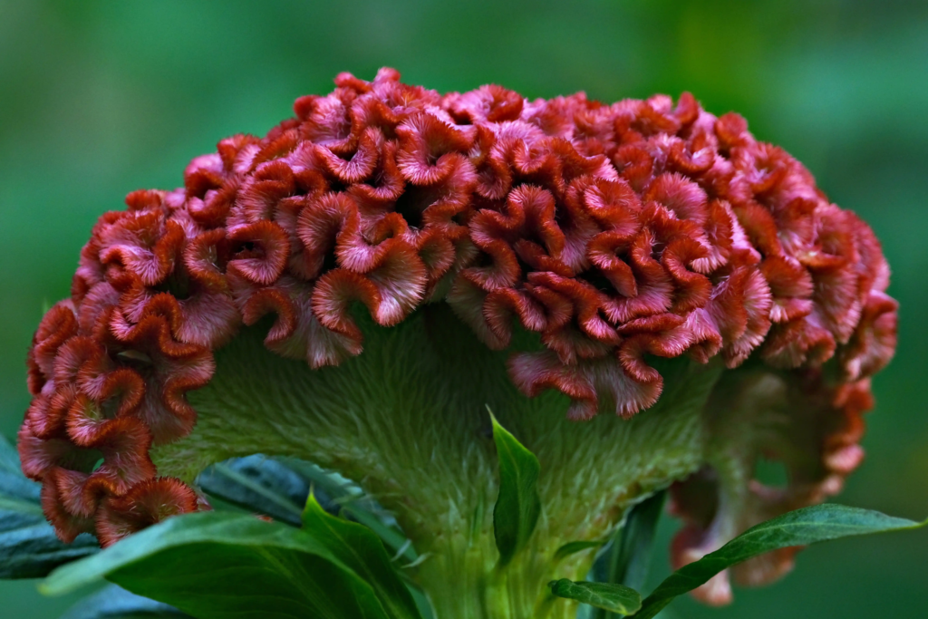 Red Cockscomb