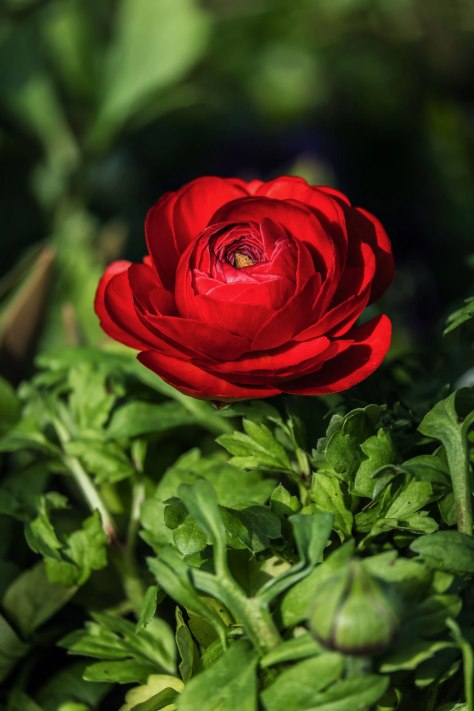 Red Ranunculus