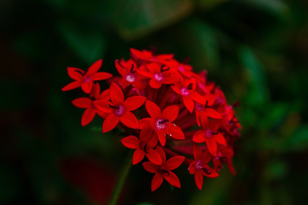 Red Pentas