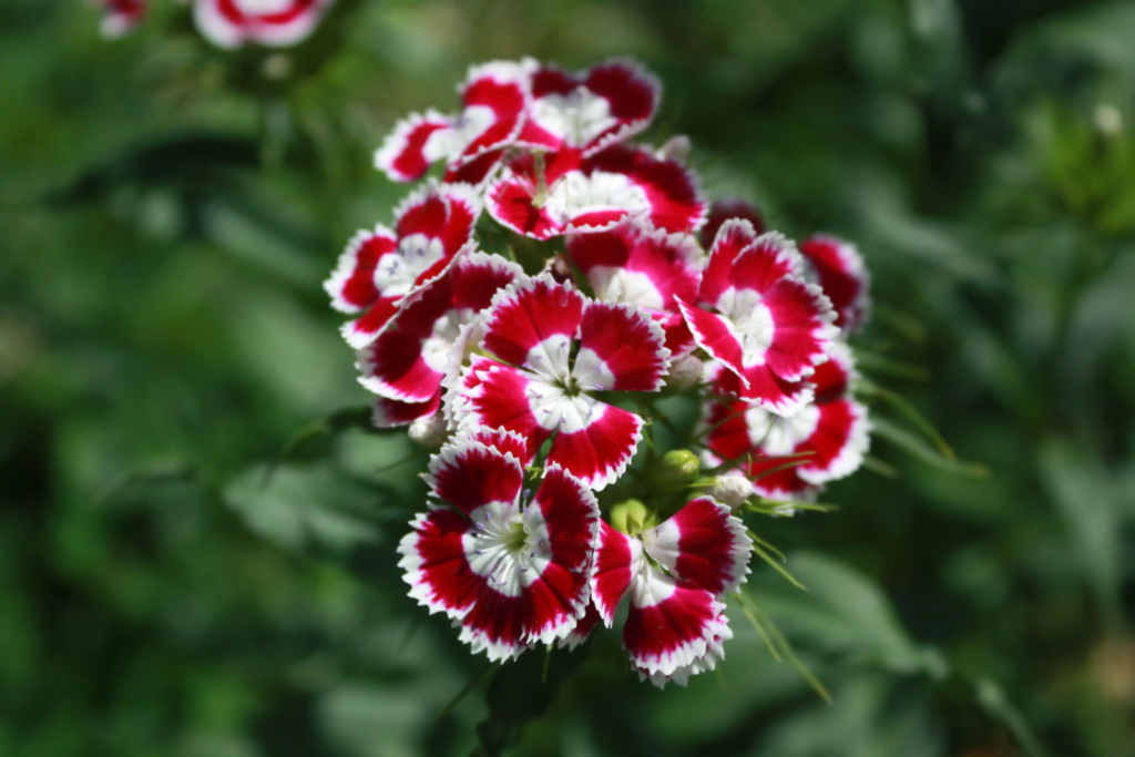 Red Sweet William