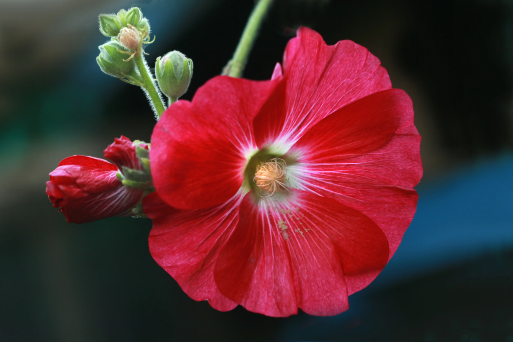 Red Hollyhock
