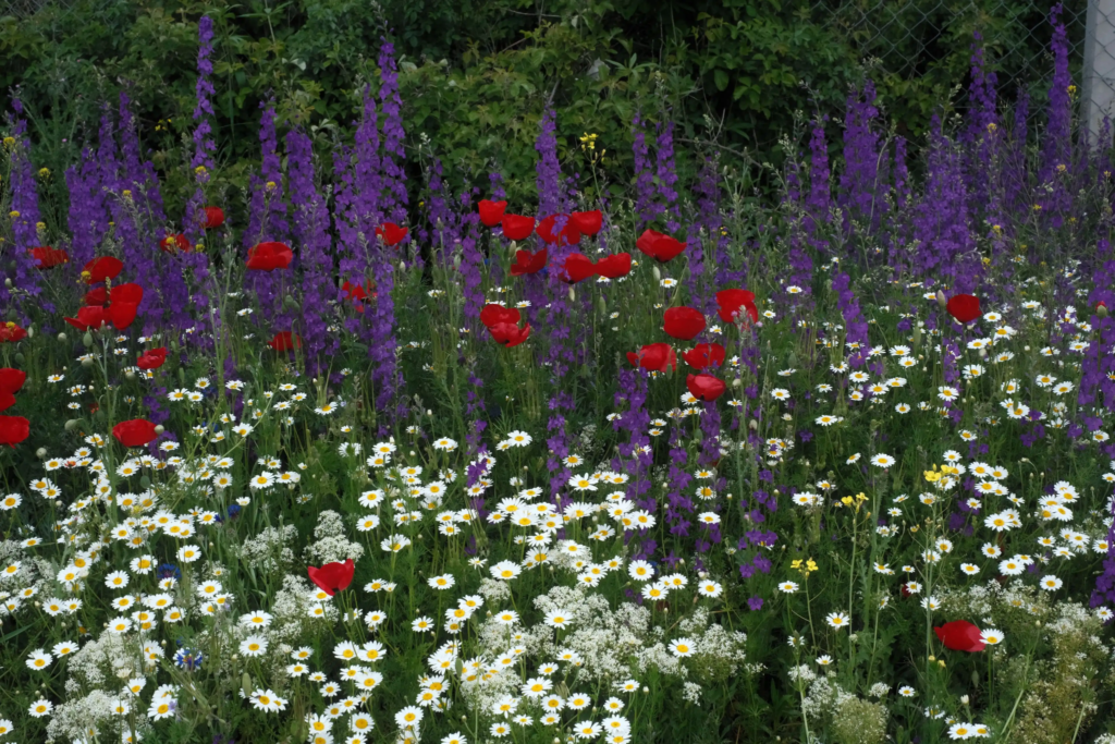 Red Larkspur