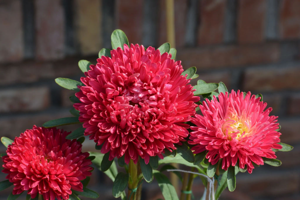 Red China Aster
