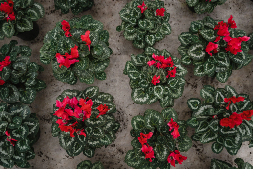 Red Cyclamen