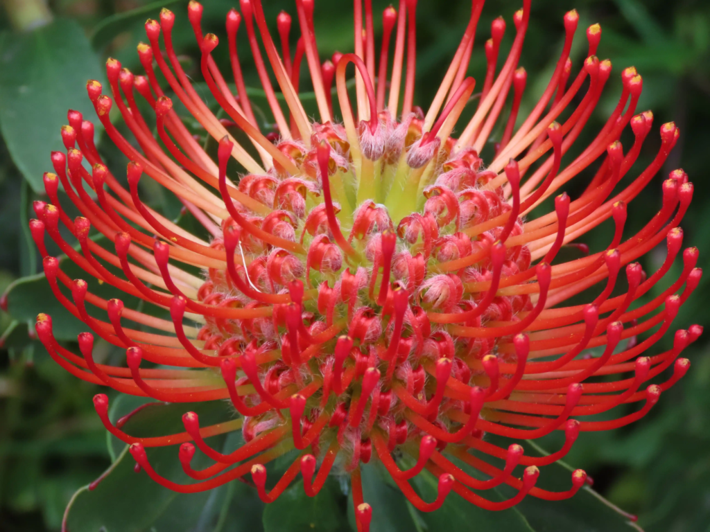 Red Waratah