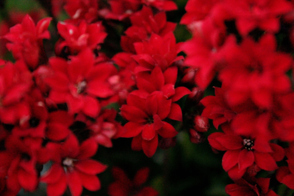 Red Kalanchoe