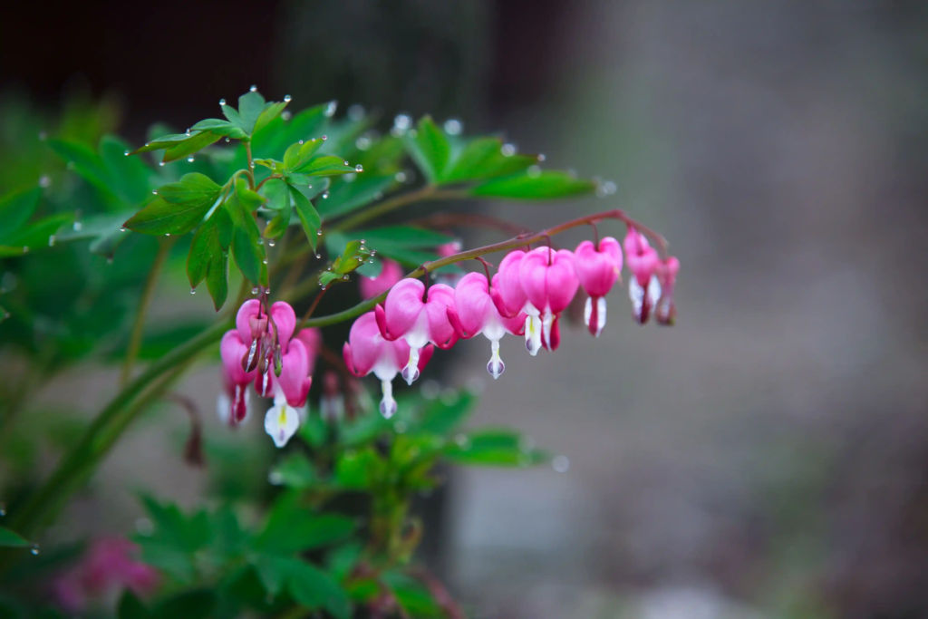 Red Bleeding Heart