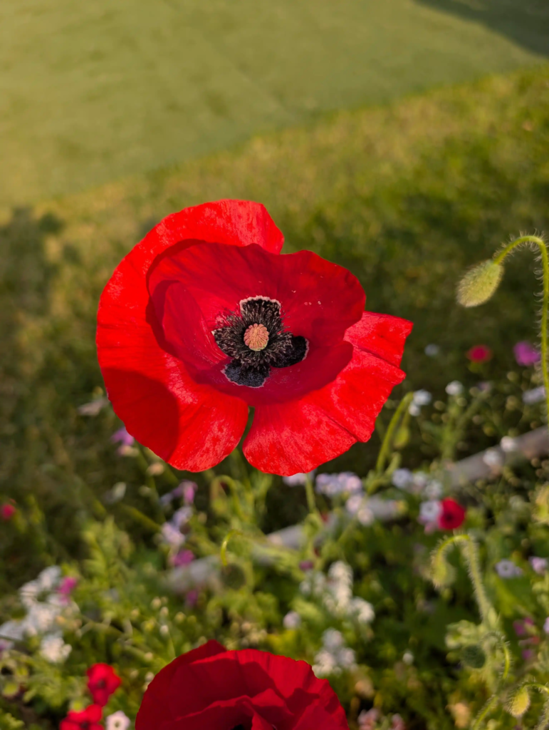 Red Poppy