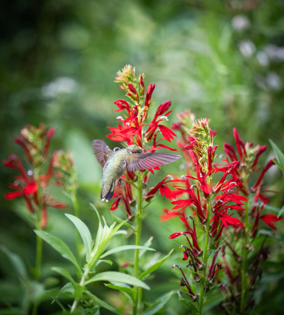 Red Cardinal Climber