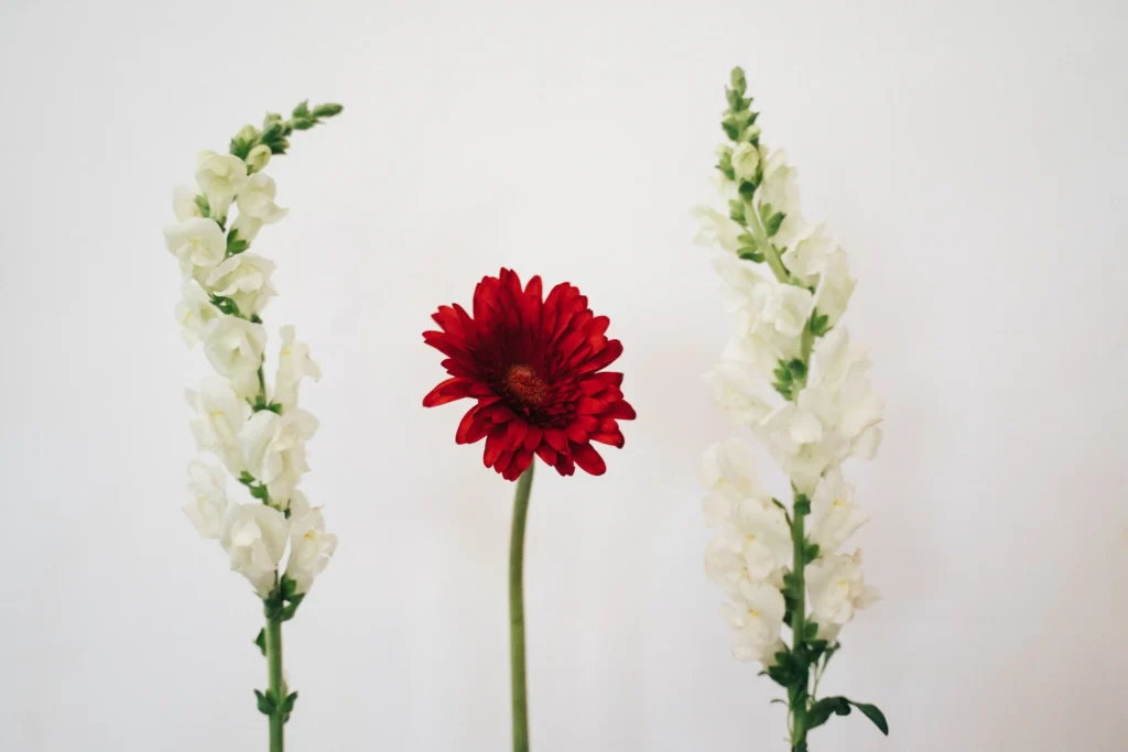 Red Snapdragon