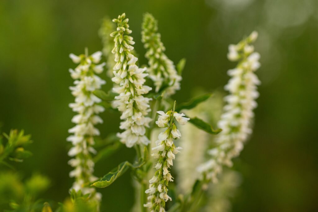 Yellow Sweet Clover
