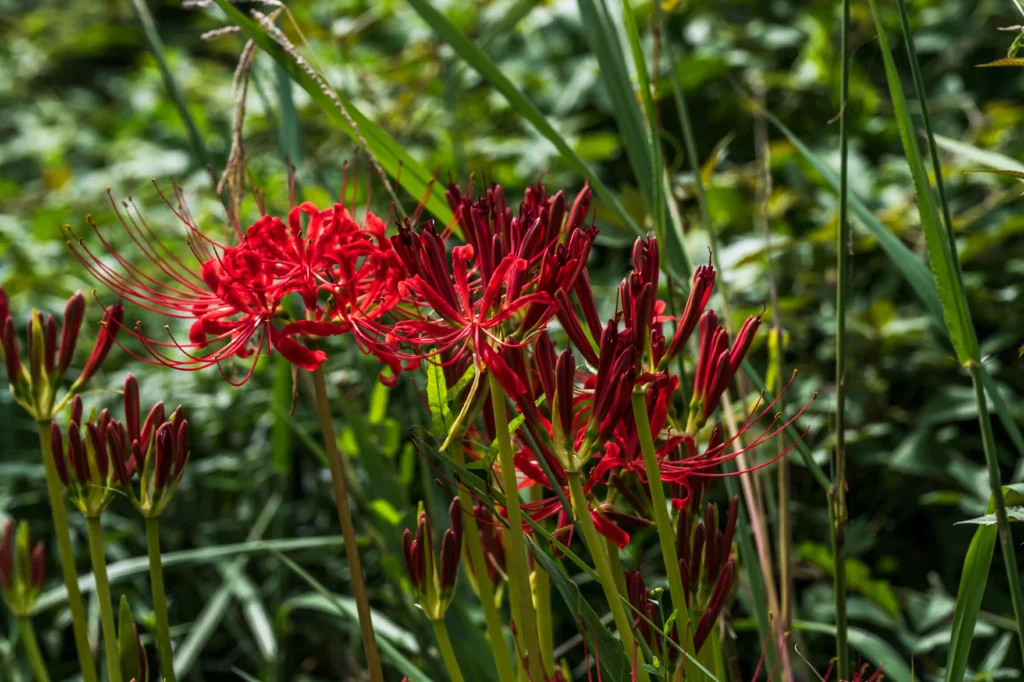 Red Nerine