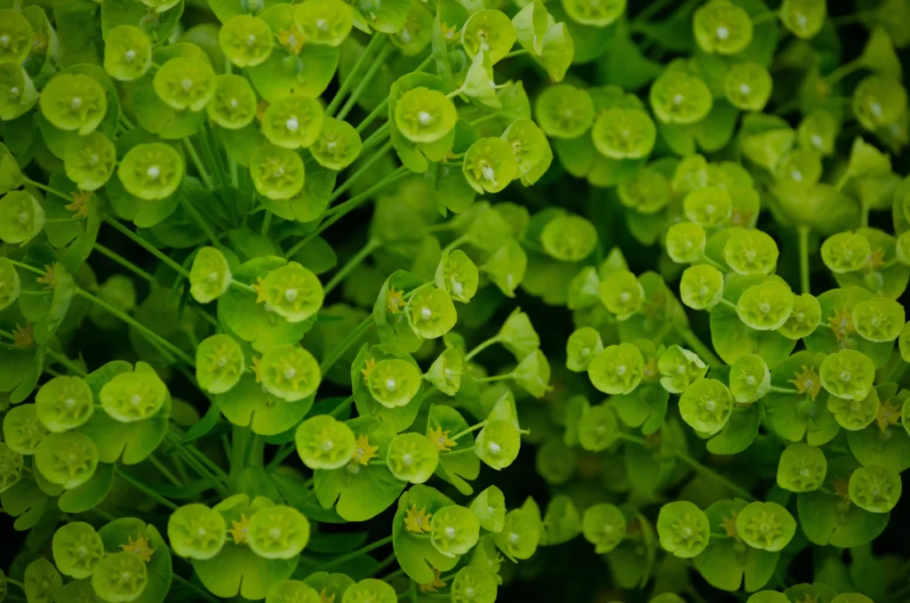 Bells of Ireland