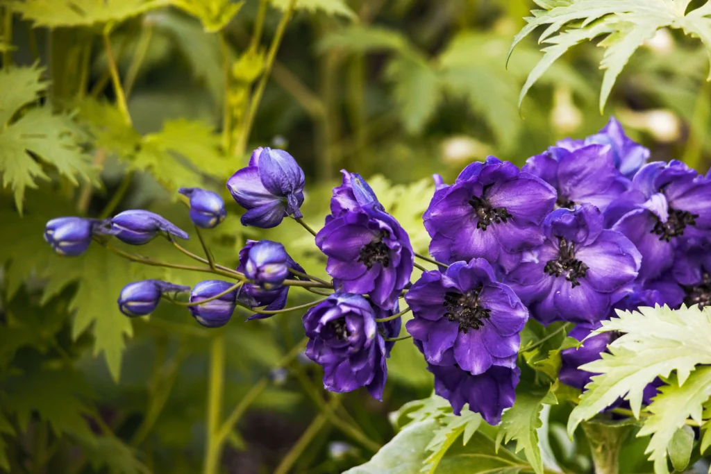 Delphinium