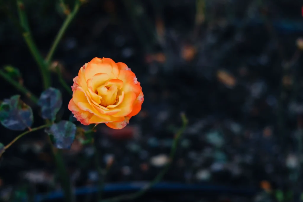 Orange Rose