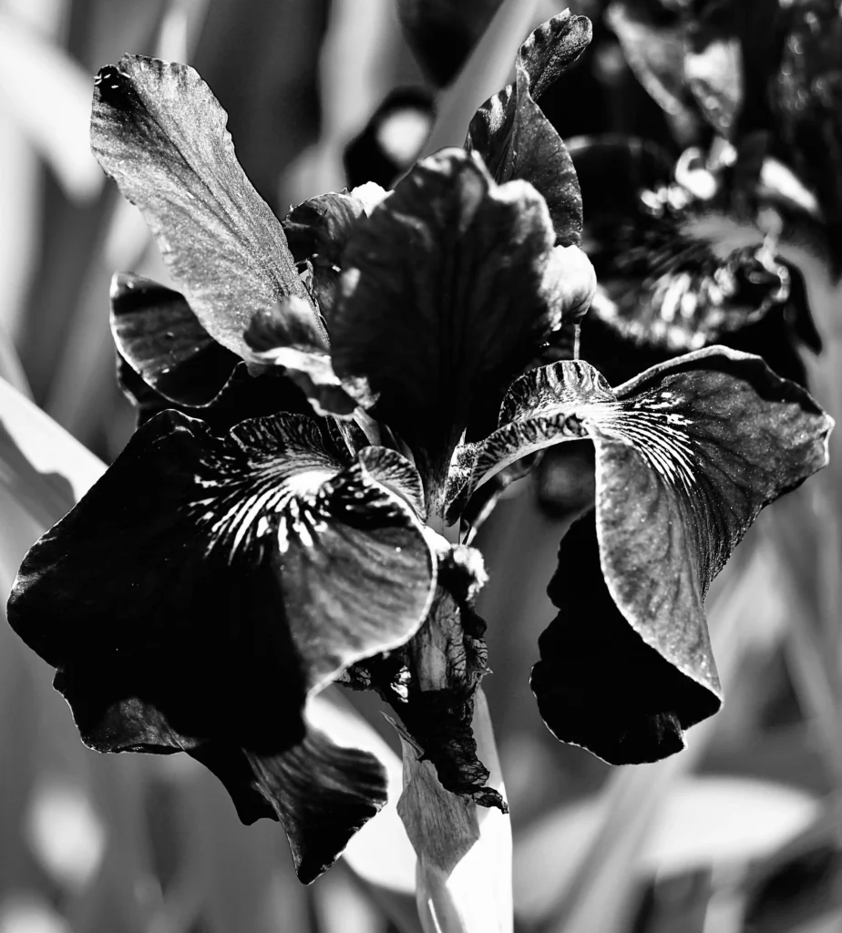 Black Iris