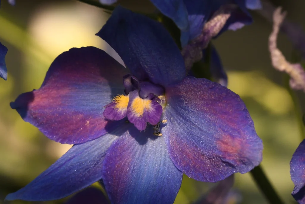 Blue Larkspur