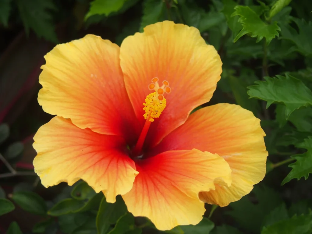 Orange Hibiscus
