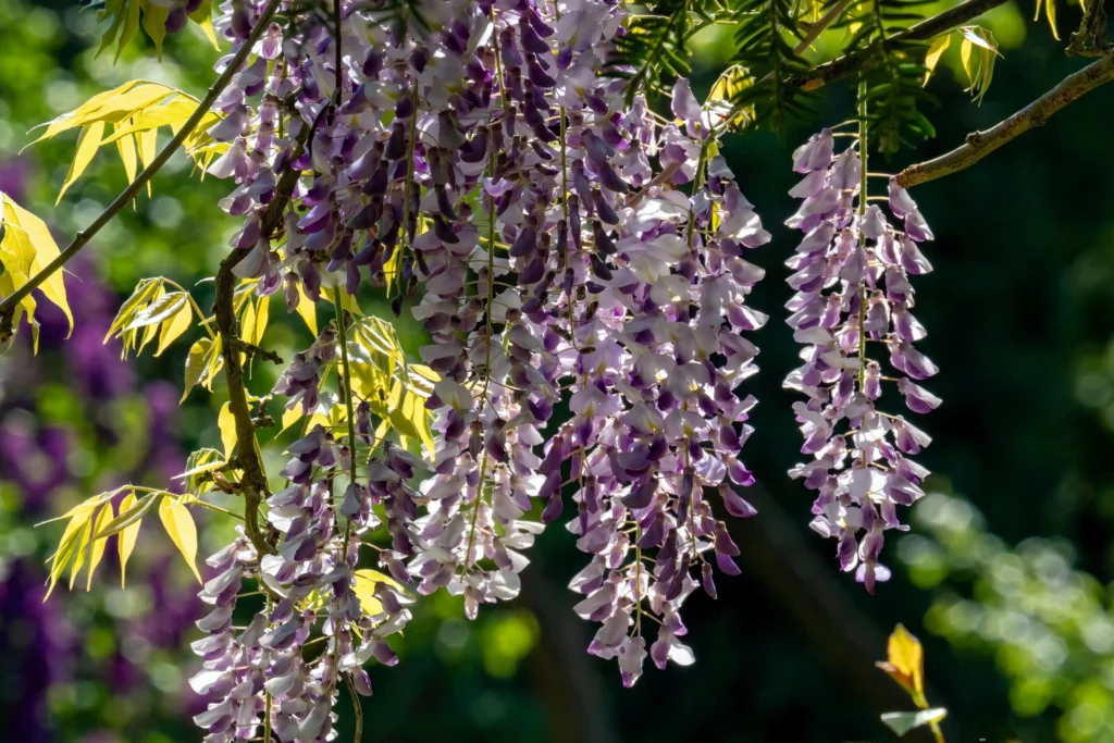 Wisteria