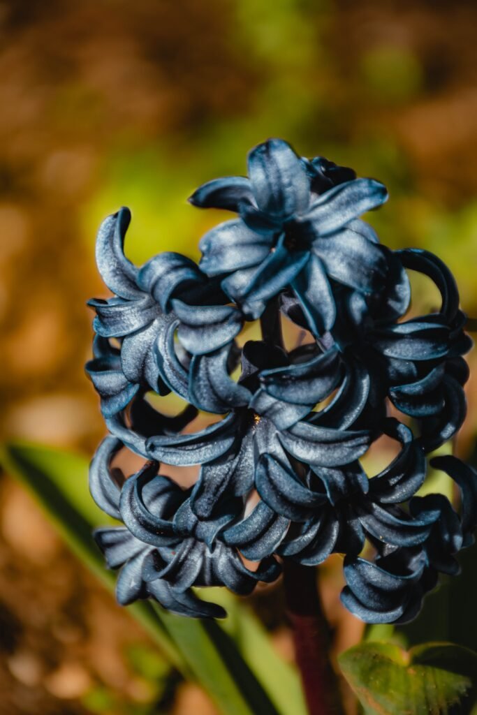 Black Hyacinth