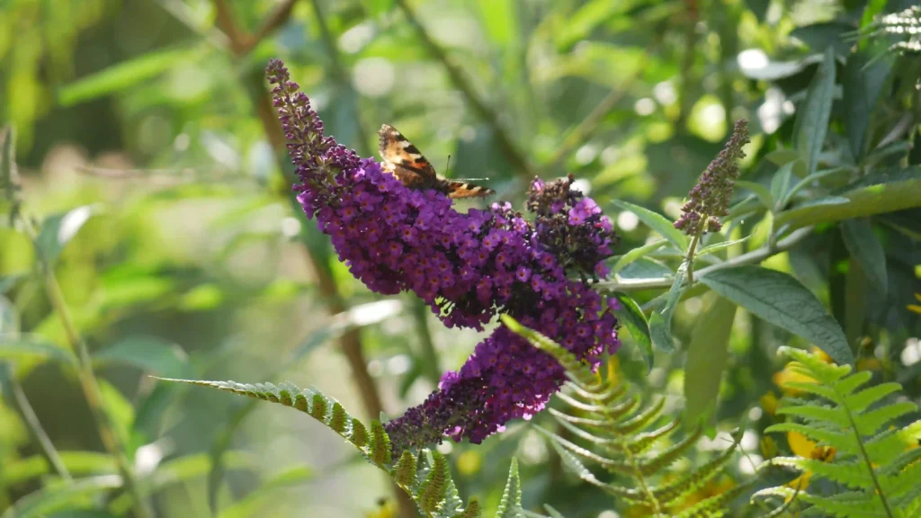 Butterfly Bush