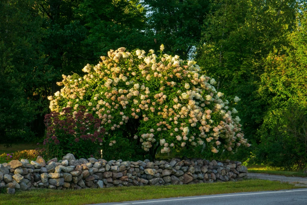 Limelight Hydrangea