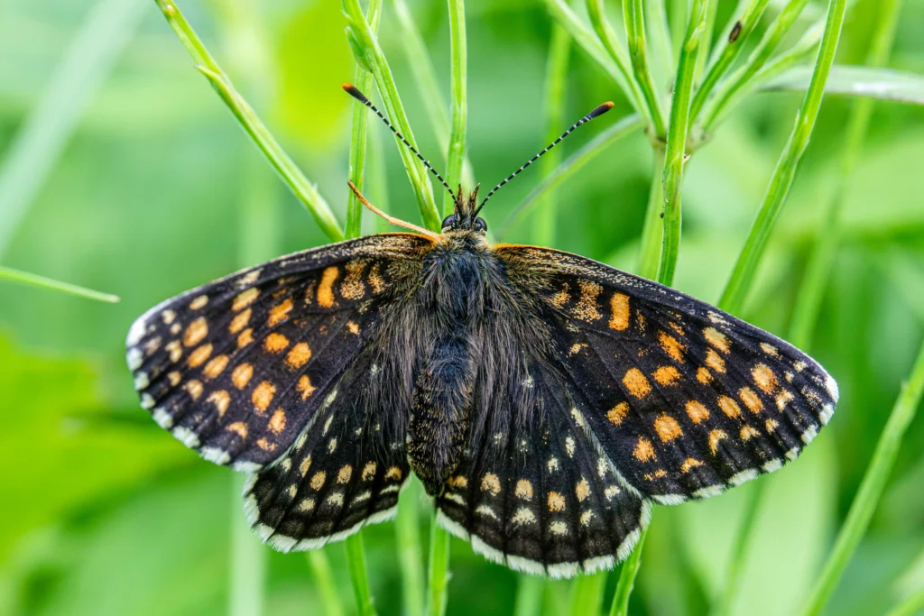 Black Fritillary