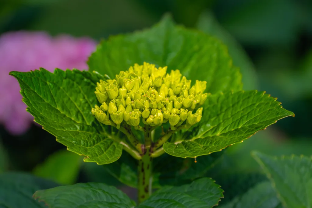 Little Lime Hydrangea