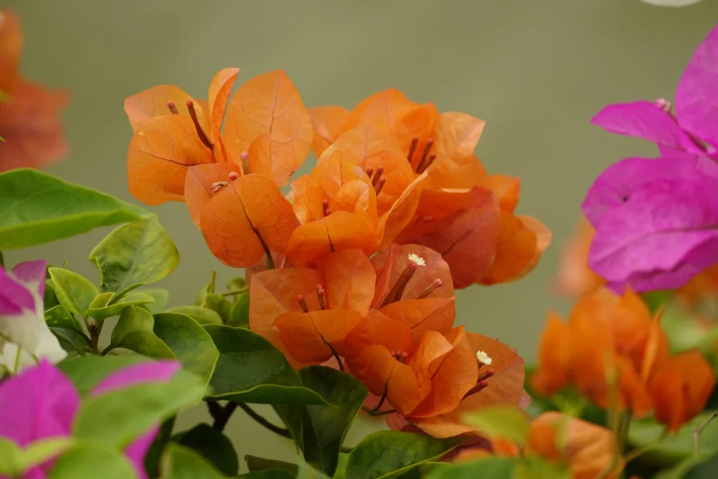 Orange Bougainvillea