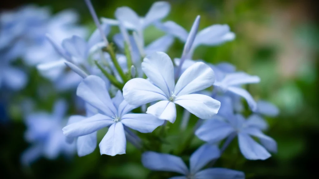 Plumbago