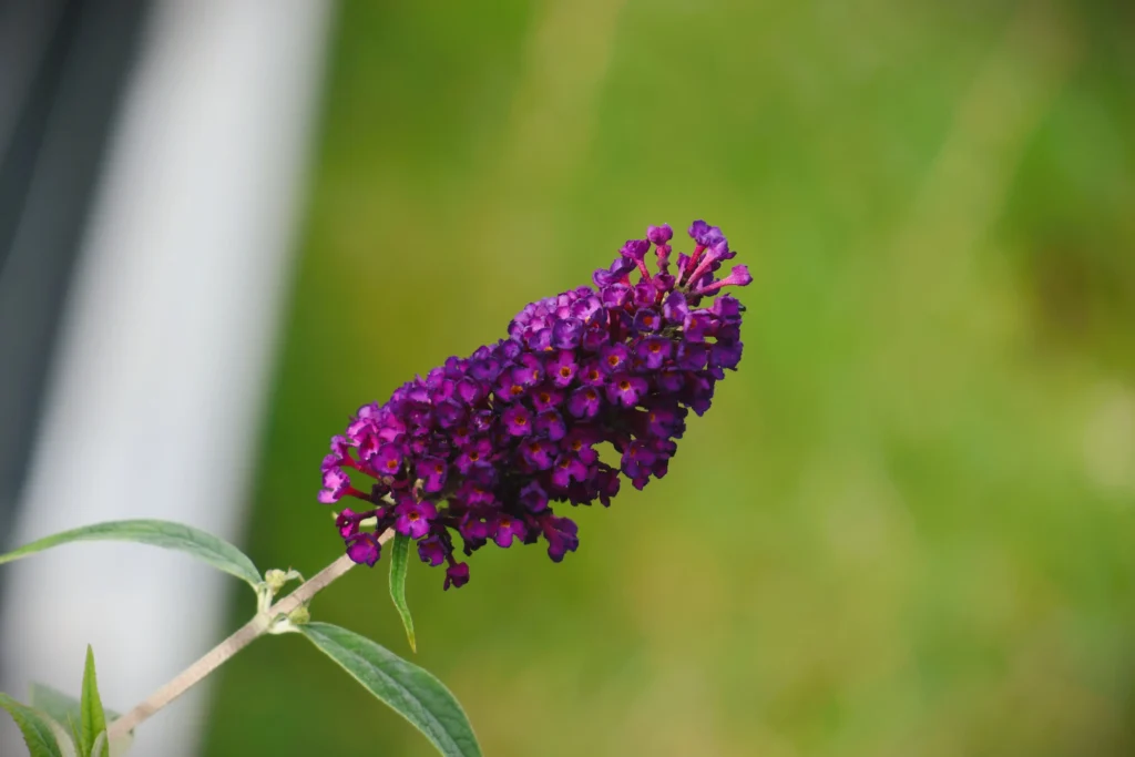 Purple Butterfly Bush
