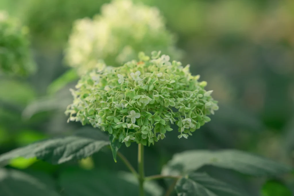 Annabelle Hydrangea