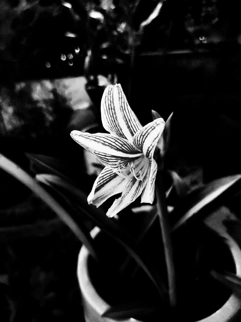 Black Amaryllis