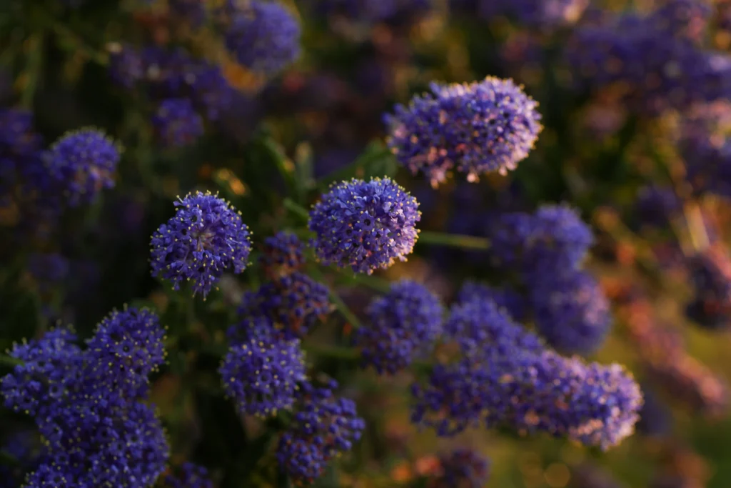 Ceanothus