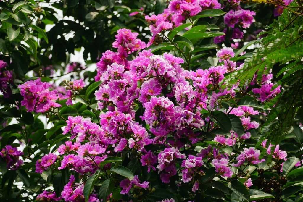 Crape Myrtle