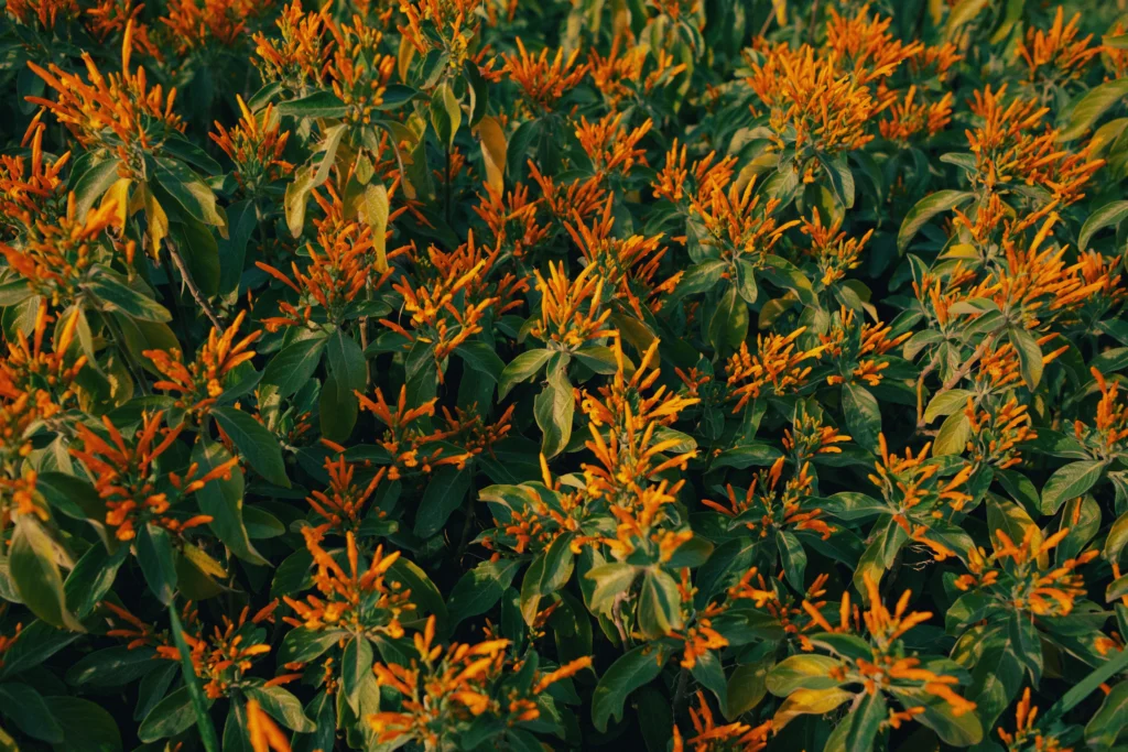 Firebush