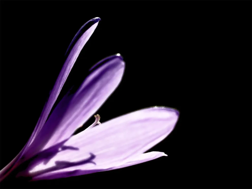 Black Crocus