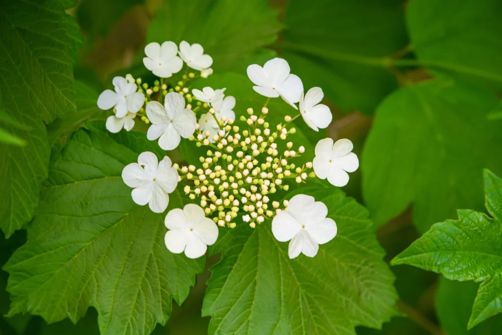 Guelder Rose