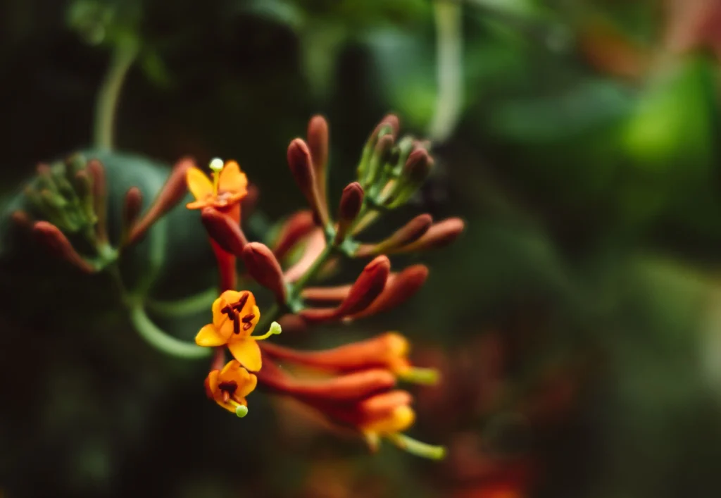 Orange Honeysuckle