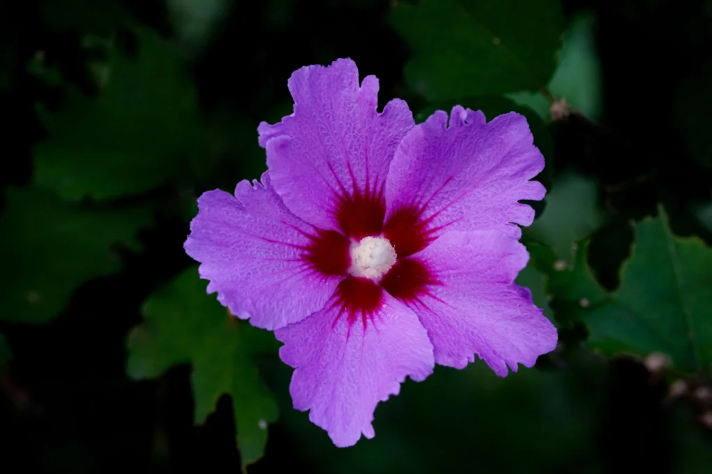  Rose of Sharon (Purple)