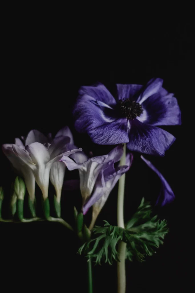 Black Freesia