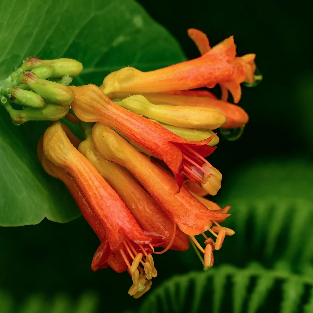 Cape Honeysuckle