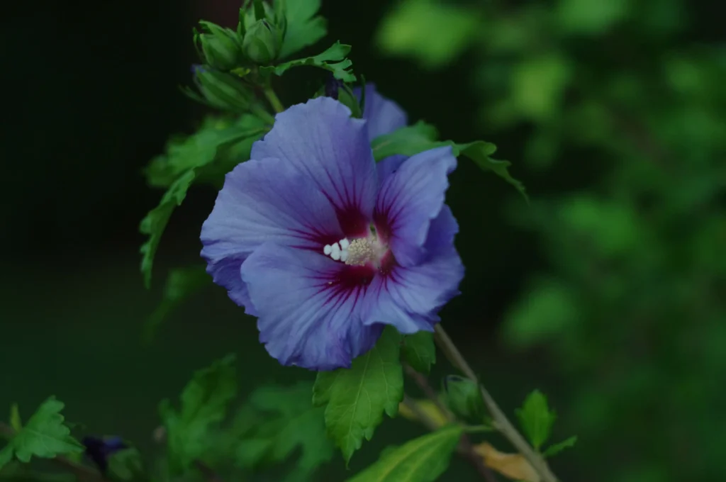  Blue Iris