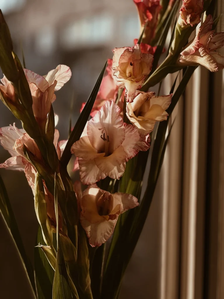 Black Gladiolus